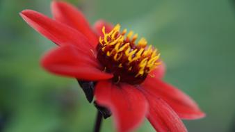 Red Flower Macro