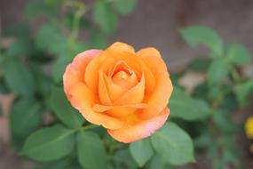 Orange Rose Golden Medal Blooming