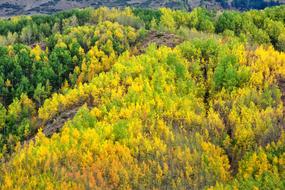 forested mountains at autumn, scenic Landscape, turkey, KaÃ§kars