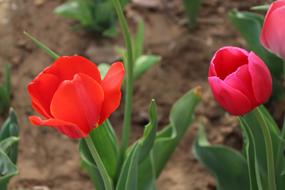 Natural red Flowers Plant