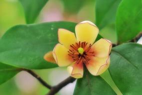 Flower Smiling Plant