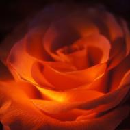 Rose Red Valentine