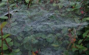 Cobweb Web Weave