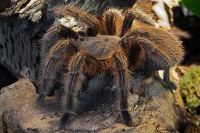 Spider Tarantula Fear