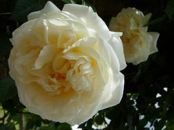 Rose White Pale flower