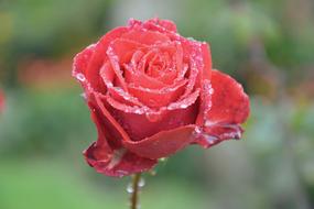 Red Rose Passion Love