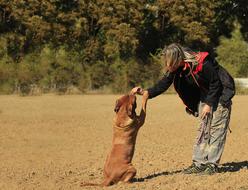 Bordeaux De Mastiff