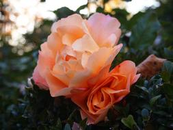 Rose Flower White