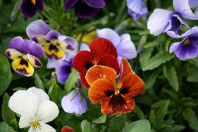 Flowers Of The Field Mako