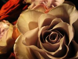 macro view of Rose Bloom petals