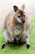 Australia Park Kangaroo