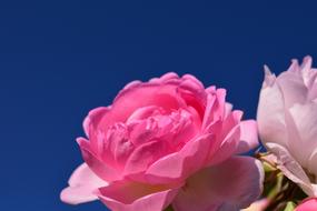 Rose Pink