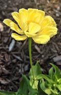 yellow petals of a beautiful flower