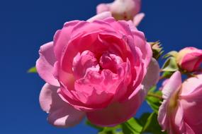 Pink Rose blossom closeup photo