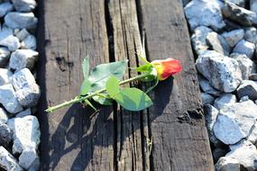 Yellow Red Rose On Railway Loving
