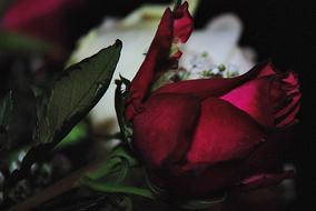 Roses Flower Nature