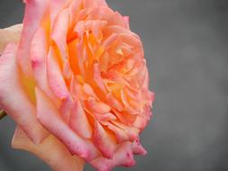 Flower Rose Floral