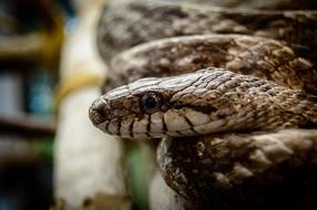 Snake head in close up