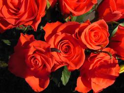 Plants Roses Red
