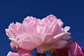 Rose Pink