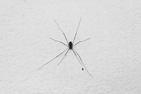 Animal Anxiety Spider Arachnid