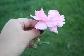 Pink flower in hand