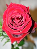 Bright red rose