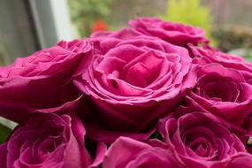 Pink Roses Flowers