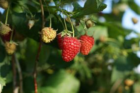 Fruits Red strawberries