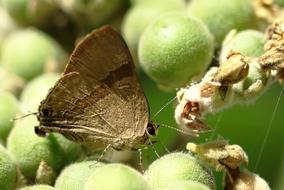 Moths and Leaves
