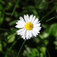 Margaret Flower White