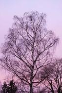 Birch at Morning Dawn