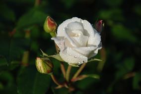 white rosebud in dewdrops