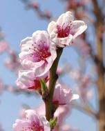 Flowers Outdoor Nature