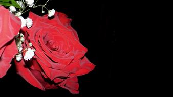Rose Flower
