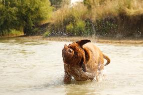 Dog in river