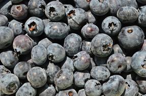 Bilberry American Berries