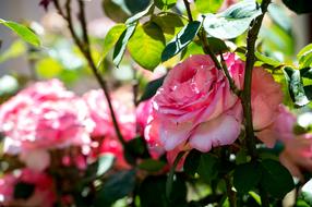 Rose Pink Flower