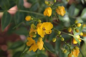 bush yellow flowers macro blur