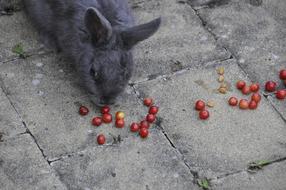 I Love You Rabbit