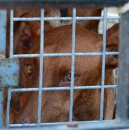 Cruelty To Animals Dog Animal