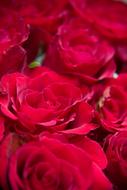 Flower Rose Roses