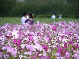 In Love Cosmos Flower Garden
