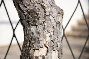Wood Background Stump Tree