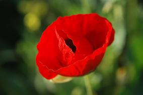 Red Flower