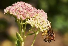 Death Garden Hornet