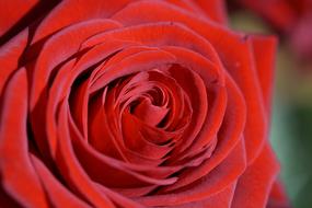 Rose Red plant macro view