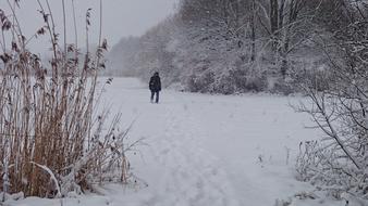 Winter Snow Rushes