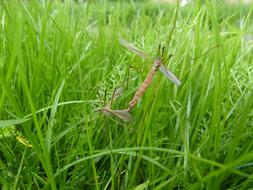 Daddy Longlegs Pairing Tipulidae