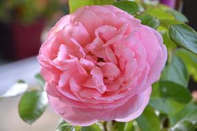Flower Pink Color